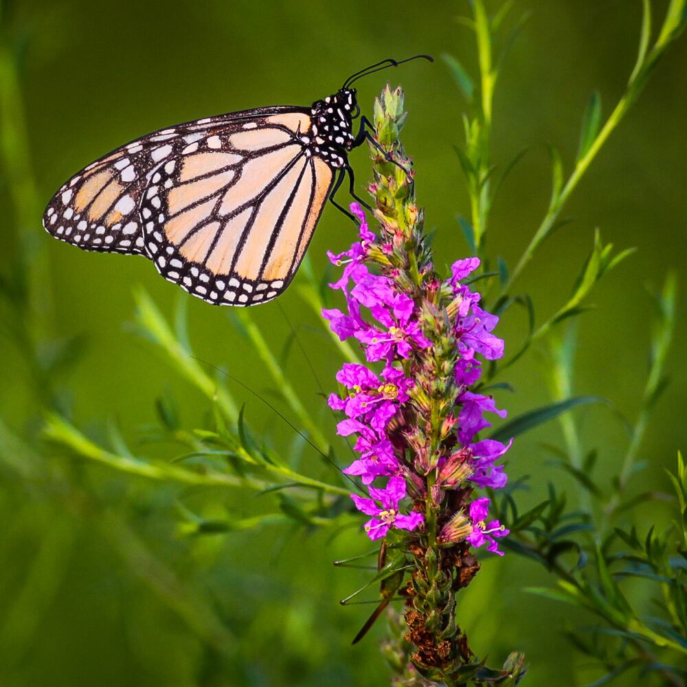 Flower photos to make you think about warmer weather around the corner