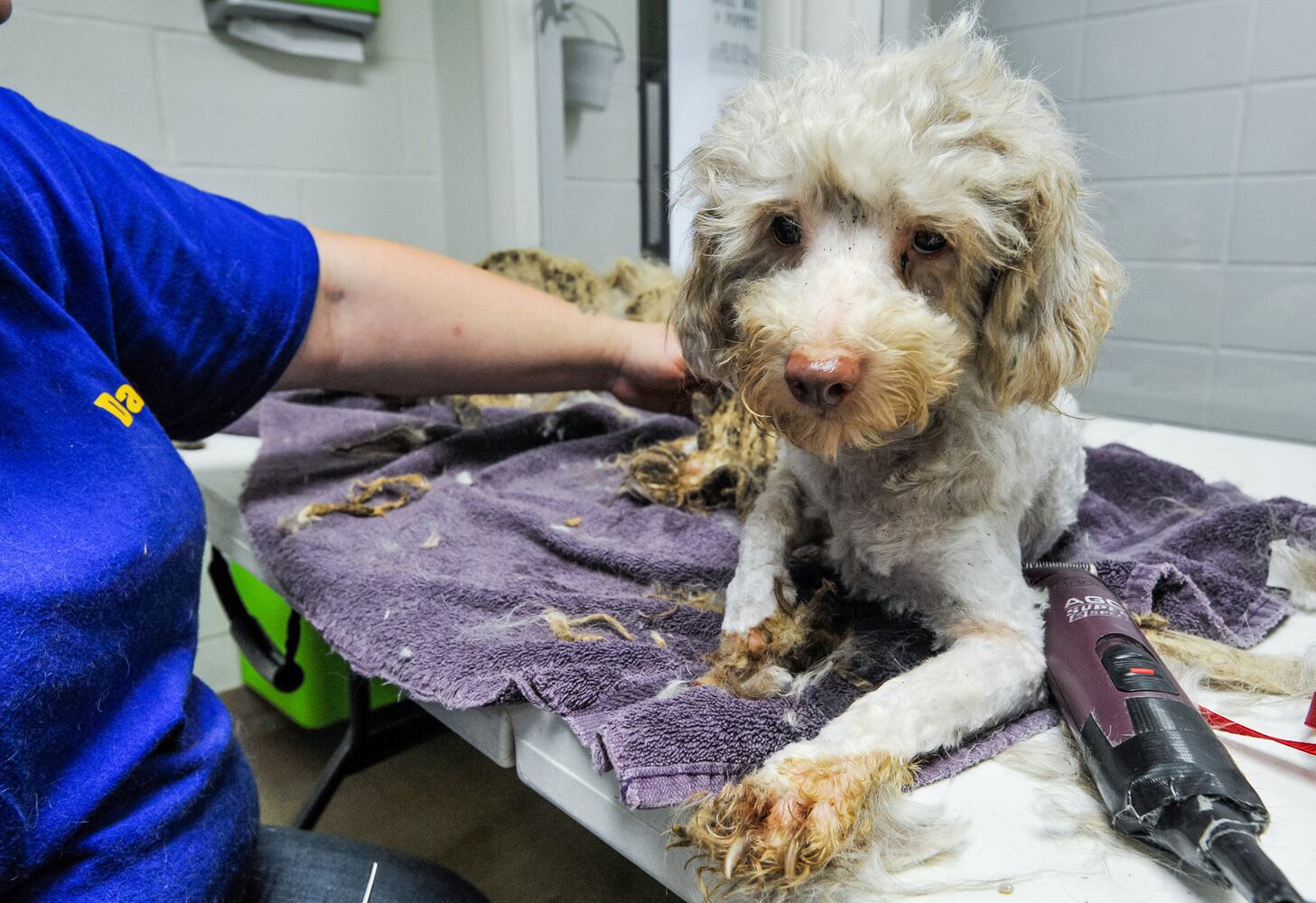 Humane Society of Warren County caring for 111 rescued poodles