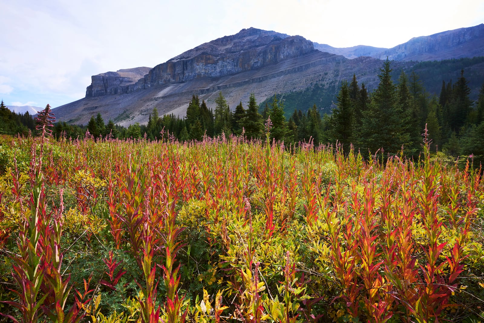 FILE - Wildflowers near Hidden Lake are seen in Banff National Park, Sept. 1, 2022. (Todd Korol/The Canadian Press via AP)