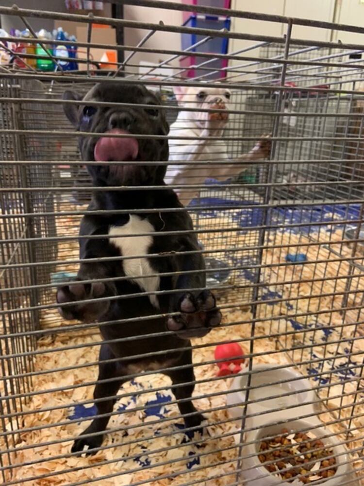 PHOTOS: French Bulldogs rescued from Sidney home