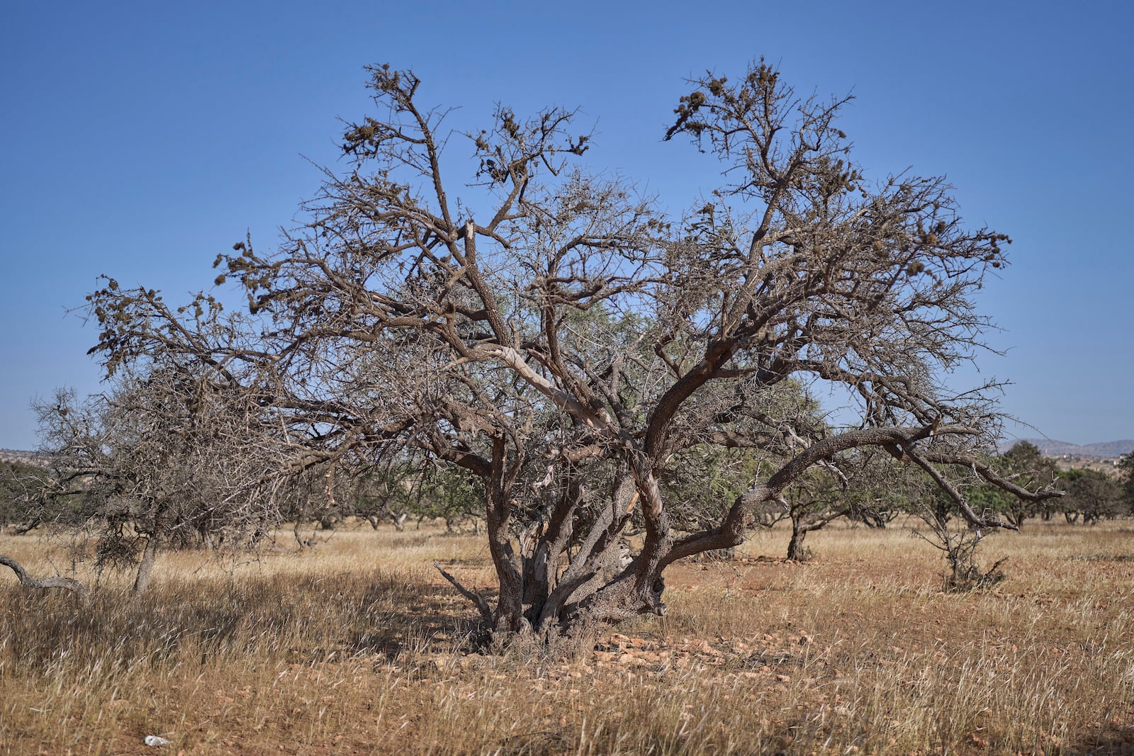 An argan tree, which has been affected by drought, stands in Essaouira, Morocco, Thursday, May 22, 2025. (AP Photo/Mosa'ab Elshamy)
