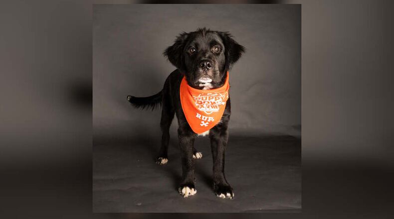 The Animal Friends Humane Society announced that they are participating in the 6th annual Puppy Bowl. Odell Barkham is representing Animal Friends Humane Society and will be joining his teammates on Team Ruff to compete again Team Fluff for the Chewy “Lombarky” trophy at the GEICO stadium on Feb. 13. CONTRIBUTED