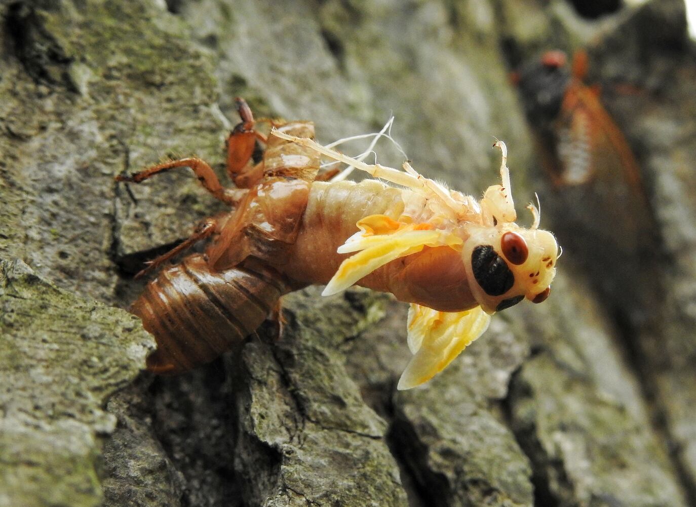 052221 cicadas