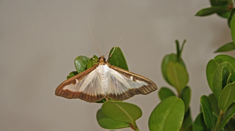 Adult box tree moths generally have white bodies with a brown head and abdomen tip. Their wings are white and slightly iridescent, with an irregular thick brown border, spanning 1.6 to 1.8 inches, at Forest Pest Methods Laboratory, Buzzards Bay, MA. |
USDA photo by Hannah Nadel