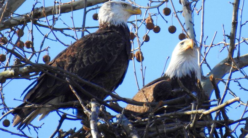 Bald eagles Orv and Willa returned to Carillon Historical Park to build a nest in 2020. PHOTO CONTRIBUTED BY JIM WELLER