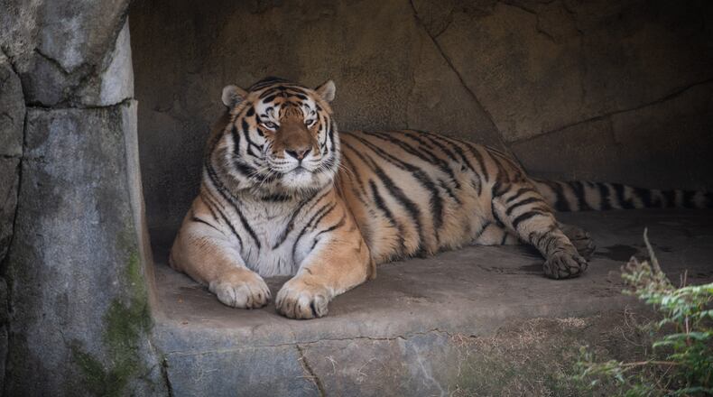 Jupiter, an Amur tiger at the Columbus Zoo and Aquarium, died of COVID-19 complications Sunday, June 26, 2022. He was the first animal at the Columbus zoo to succumb to the coronavirus, the zoo said.