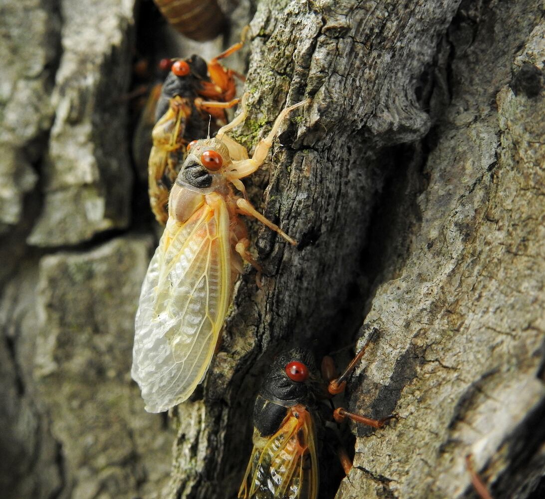 052221 cicadas