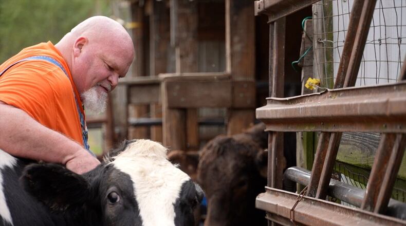 Dustin Goldie pets one of the cows he raises on a farm in Harlan Twp., where his parents live. He runs Goldie Beef and says the rising cost of beef is making it harder for him to stay in business. KEITH BIERYGOLICK/WCPO