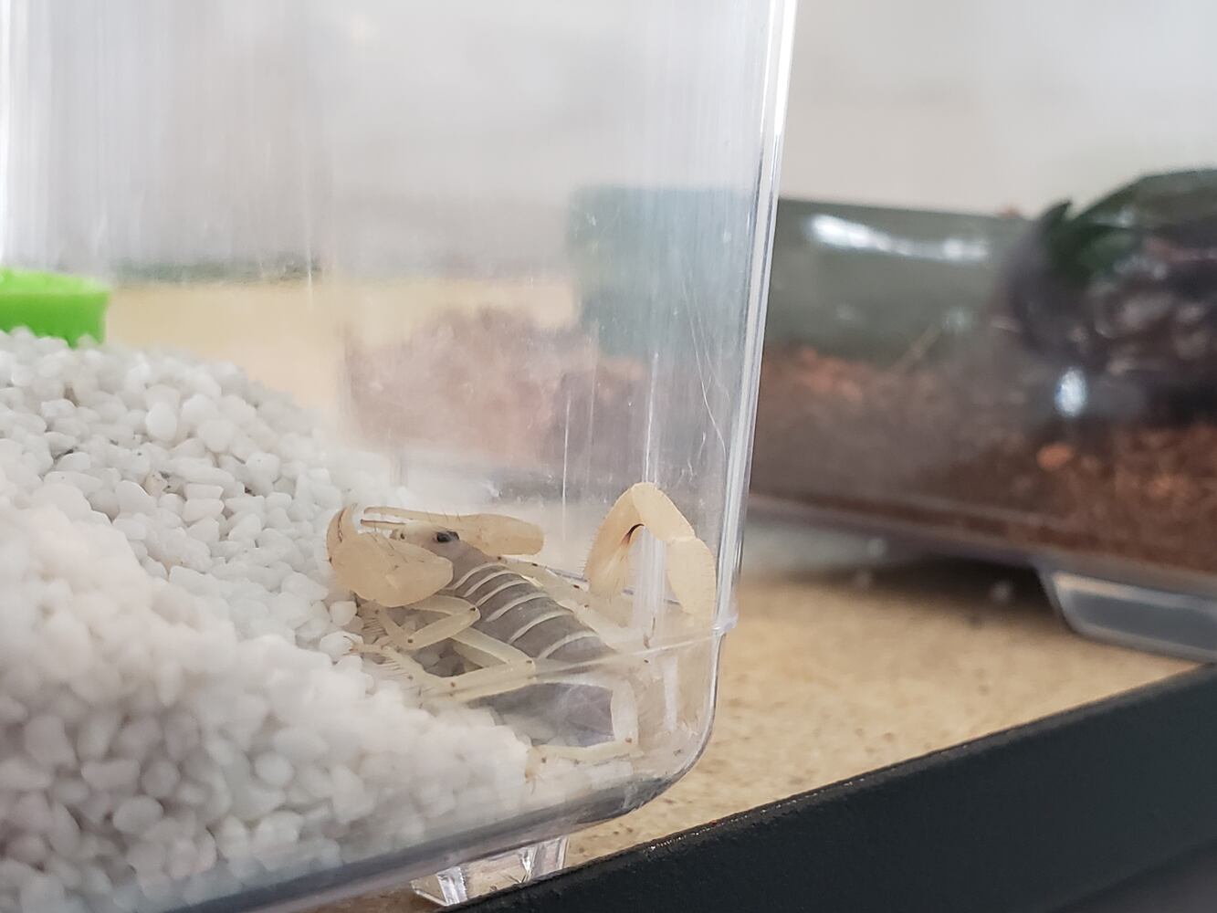 091620 reptile pit store