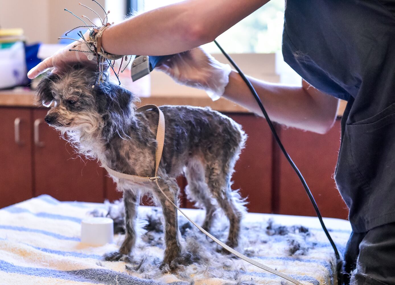 Humane Society of Warren County caring for 111 rescued poodles