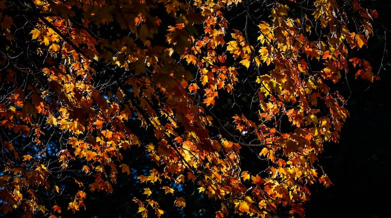 The maple leaves are at their autumn peak on Baden Road in Jackson Twp. Monday, Oct. 23, 2023. JIM NOELKER/STAFF