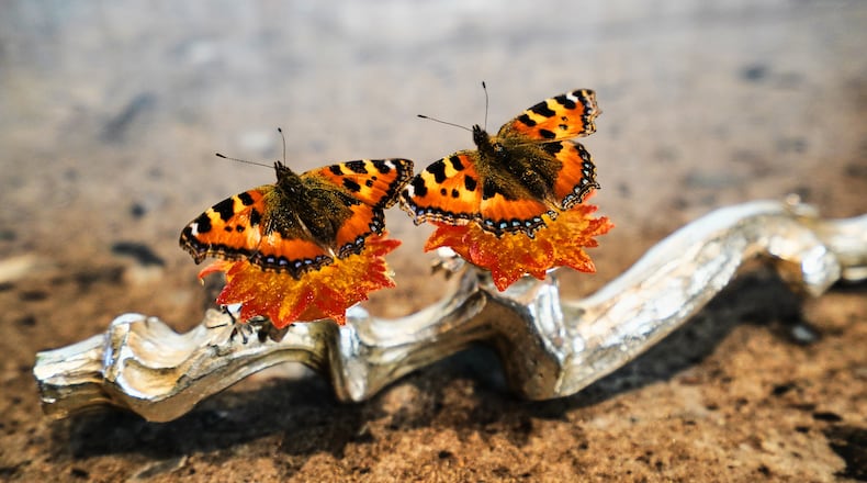A dish named "Butterfly" featuring nettle butterflies sitting atop cheese and artichoke leaves served at restaurant Alchemist in Copenhagen, Denmark, Feb. 11, 2026. (AP Photo/James Brooks)