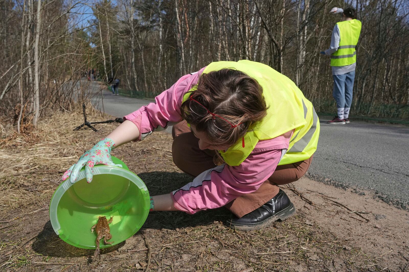 A volunteer helps a frog cross the road in the Sestroretsk Bog natural reserve outside St. Petersburg, Russia, on Wednesday, April 16, 2025. (AP Photo/Dmitri Lovetsky)