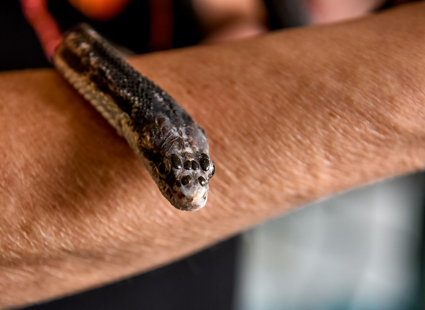 091620 reptile pit store