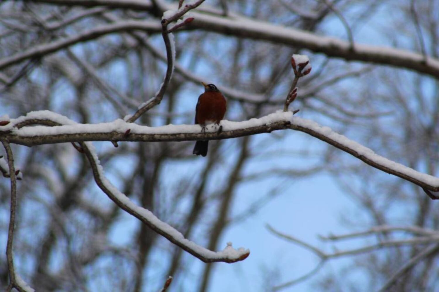 PHOTOS: Miami Valley gets a coating of snow  in April (User-submitted photo)