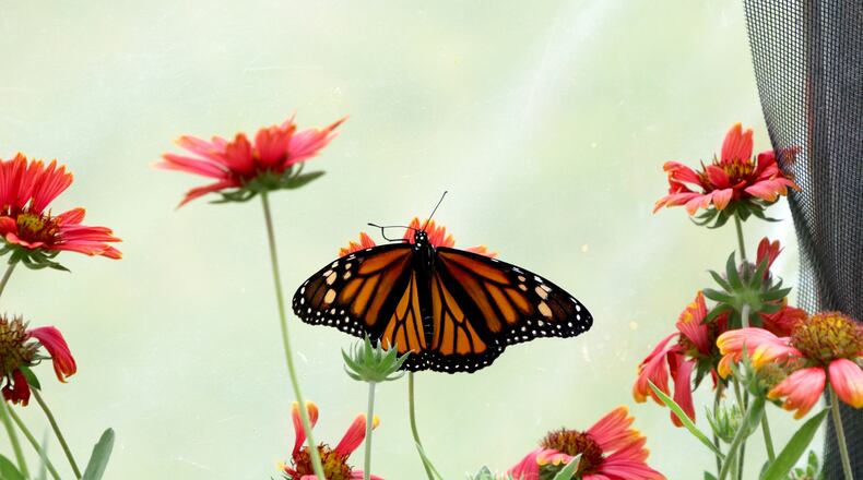 Monarch butterfly. Dayton Daily News reader David Anderson of Butler Twp.