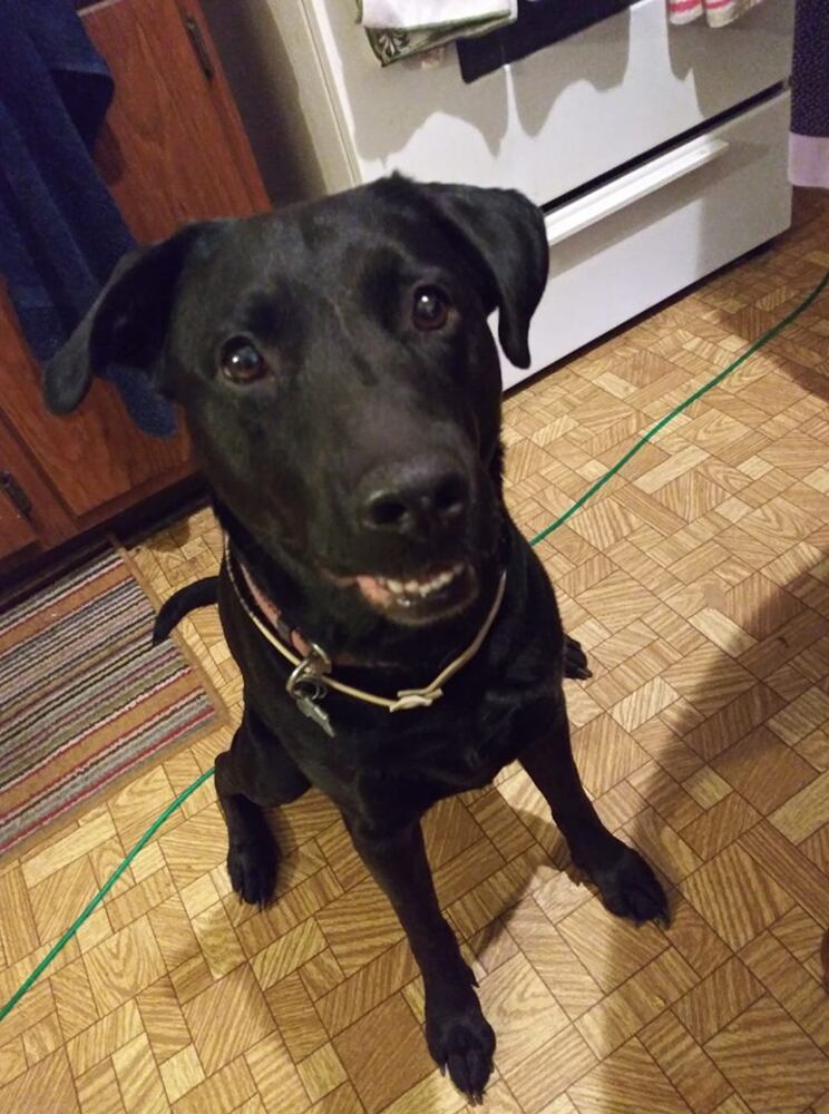 PHOTOS Readers respond to National Black Dog day post with pictures of their pets.