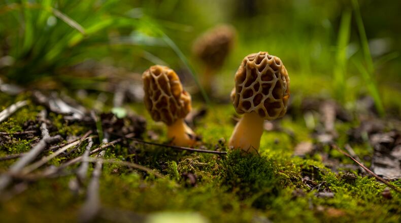 Morchella mushrooms, known as morels, are a prized find outdoors. iSTOCK/COX