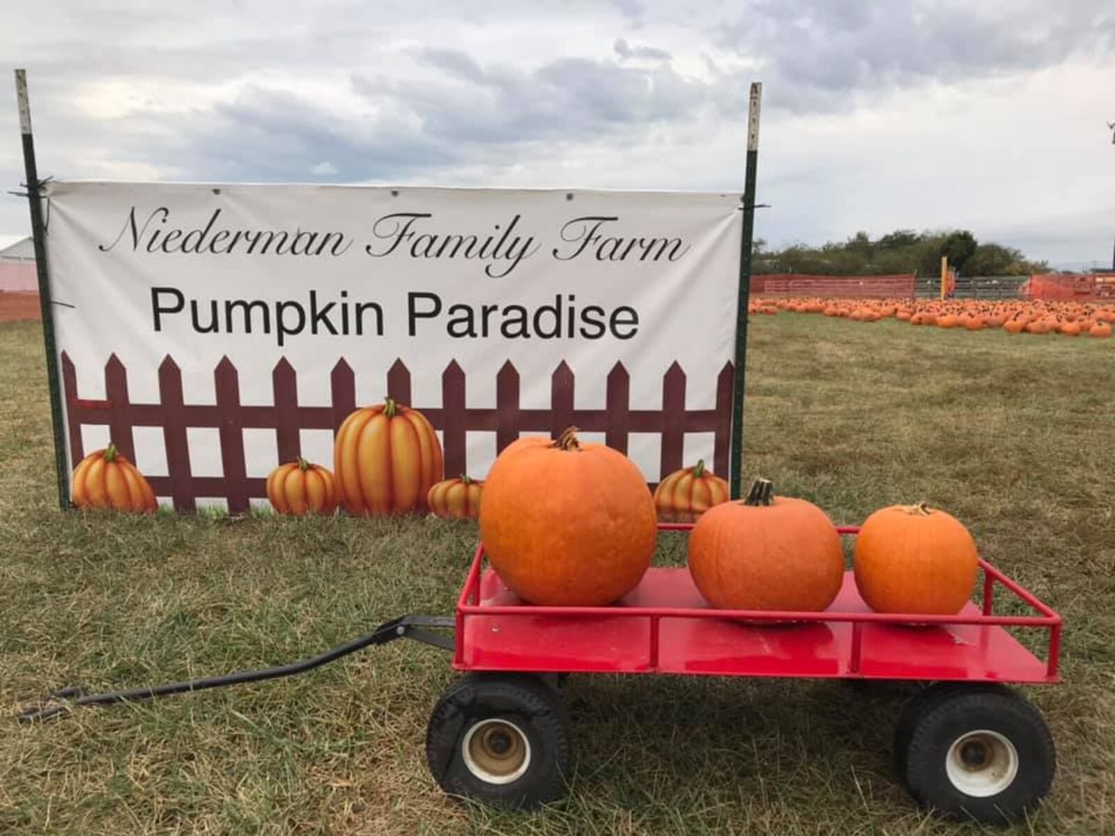 The Niederman Family Farm's pumpkin patch.