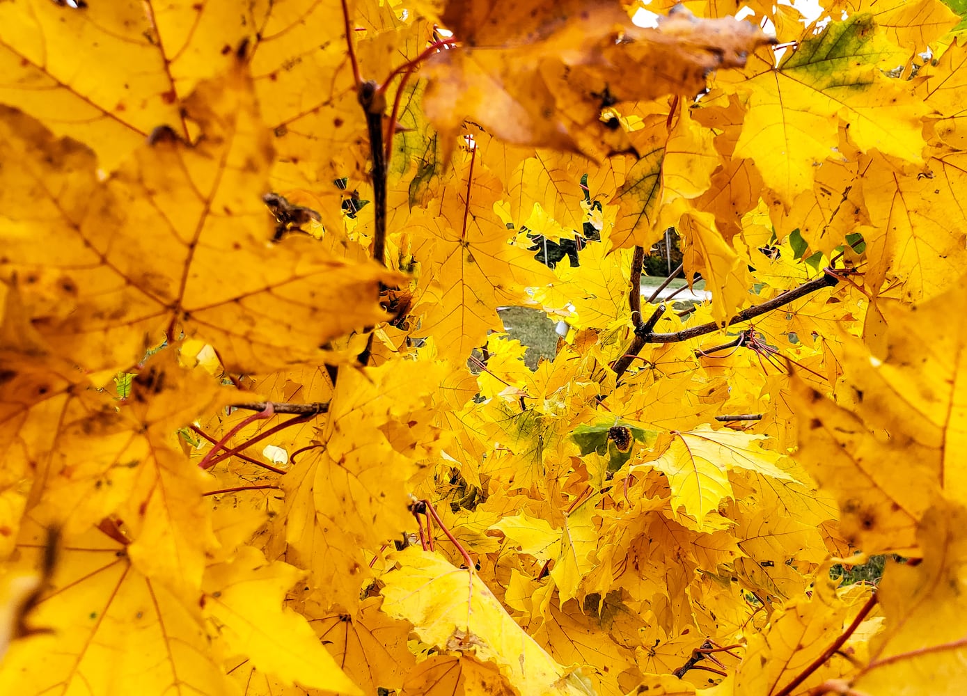 Fall colors October 2020