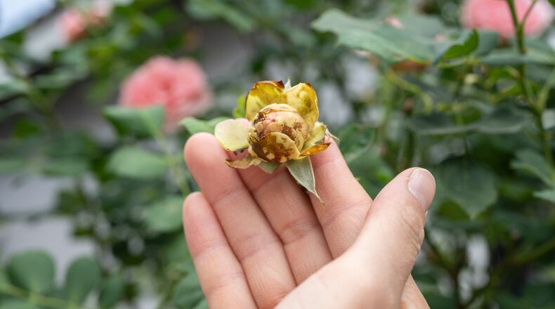 In damp conditions botrytis cinerea can affect flowers which may not open and become covered with grayish brown fungal growth. iSTOCK/COX