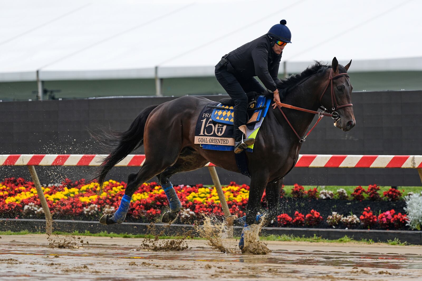 Preakness Stakes entrant Goal Oriented works out at Pimlico Race Course, Thursday, May 15, 2025, in Baltimore. (AP Photo/Stephanie Scarbrough)