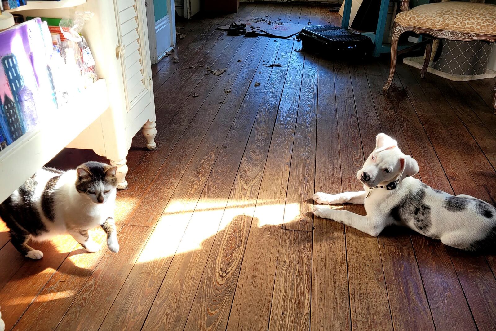 In this photo provided by Derek Brown shows Apollo, an 18 week old, 22 pound Catahoula Leopard dog about the size of a large cat, left, according to his owner's court filings on March 21, 2021, in New Orleans, in the weeks before he was shot by a New Orleans police officer on April 10, 2021. (Derek Brown via AP)