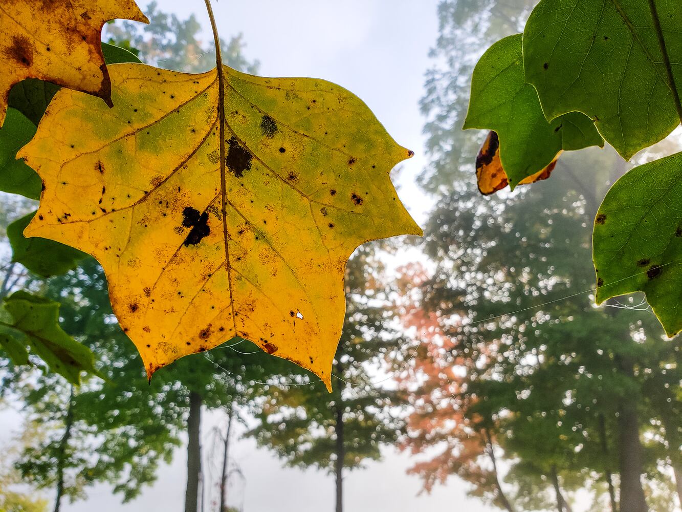 Fall colors October 2020