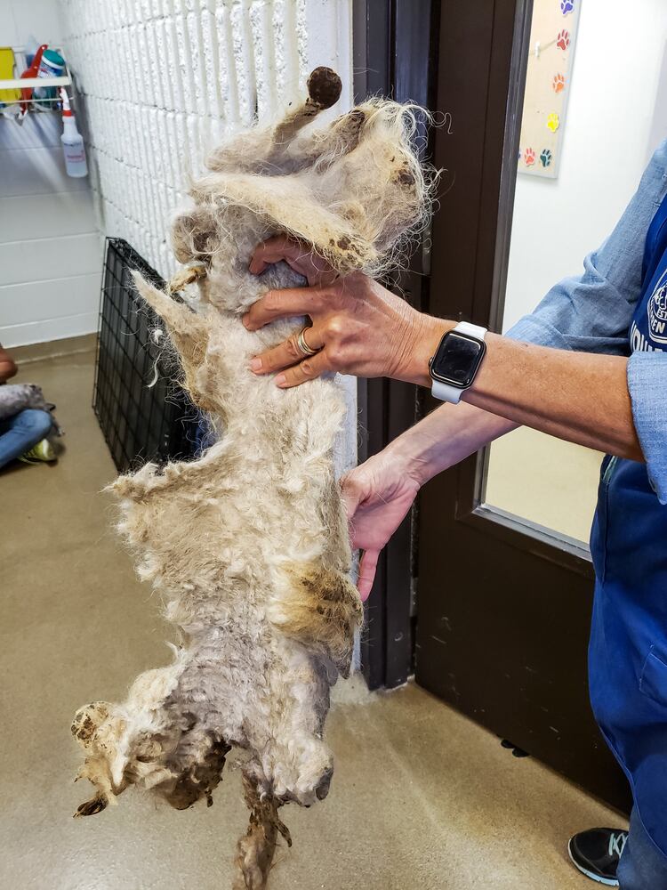 Humane Society of Warren County caring for 111 rescued poodles