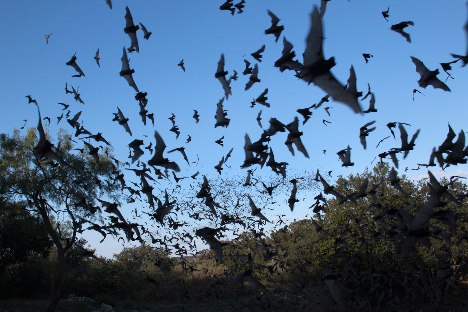 Mexican free-tailed bats stream into the evening sky. iSTOCK/COX