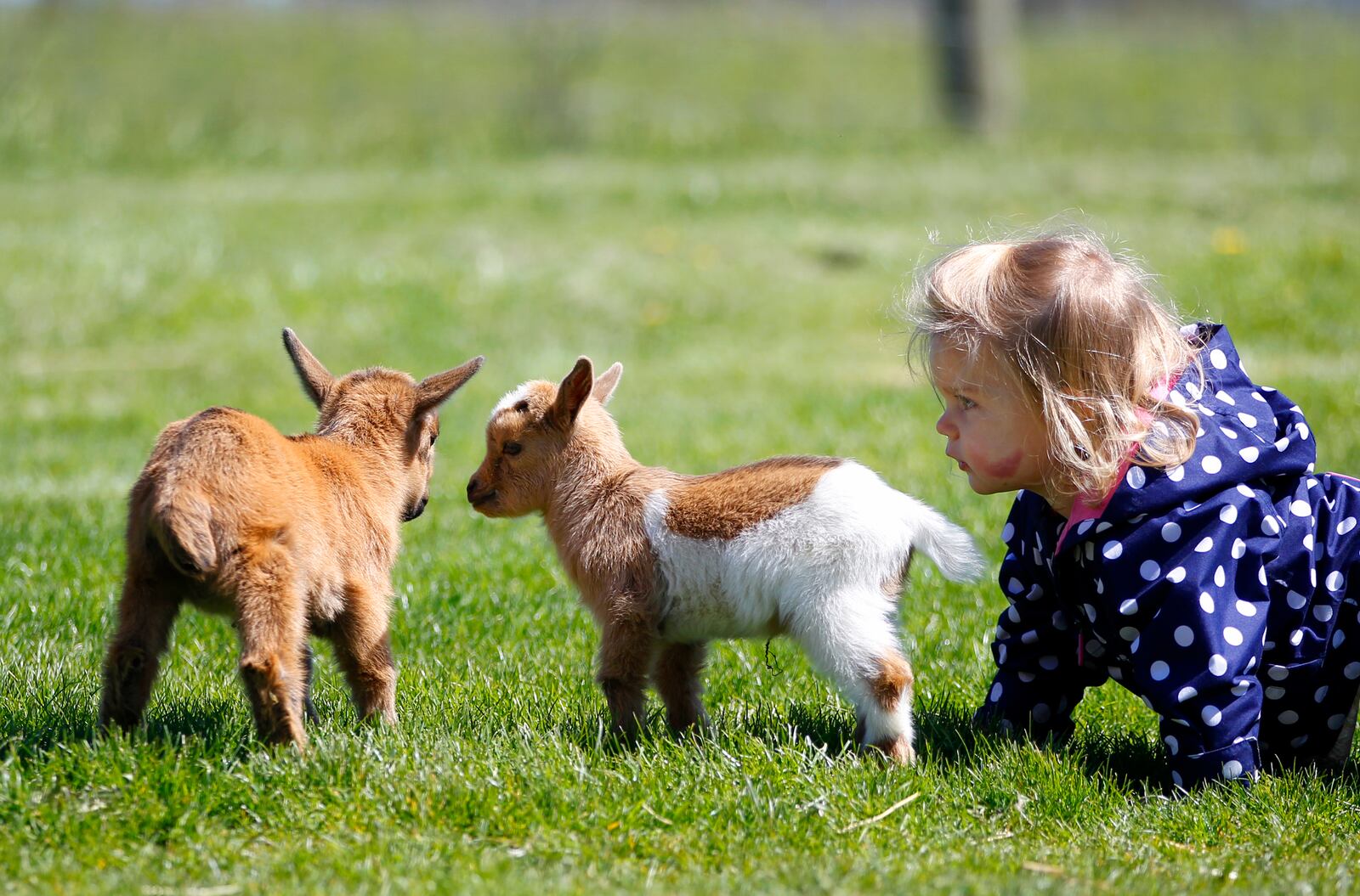Ella Pilgrim, a 19-month-old from Toledo, gets an up close look at a pair of Nigerian dwarf goats at Aullwood Farm in Butler Twp. LISA POWELL / STAFF