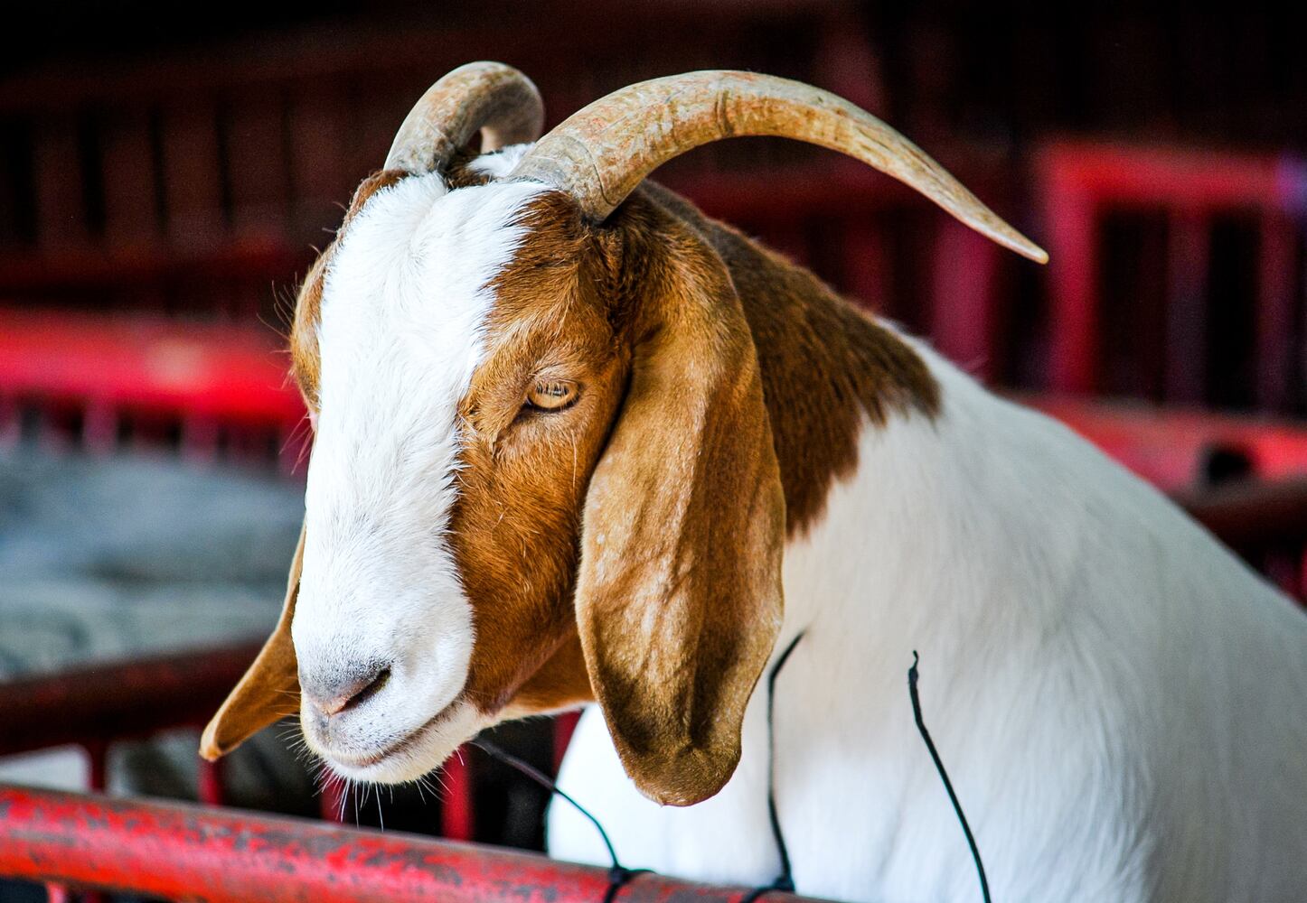Broken Horn Rodeo closes out the night Wednesday at the Butler County Fair