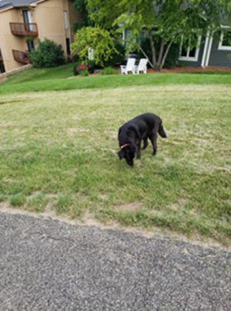 PHOTOS Readers respond to National Black Dog day post with pictures of their pets.