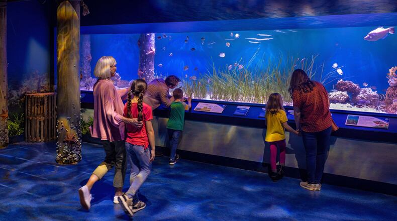 Newport Aquarium’s new Hatchling Harbor exhibit includes a 25-ft.-long aquarium and Caribbean Seagrass habitat that will be the home to an entirely new ecosystem and hundreds of colorful animals. CONTRIBUTED/NEWPORT AQUARIUM