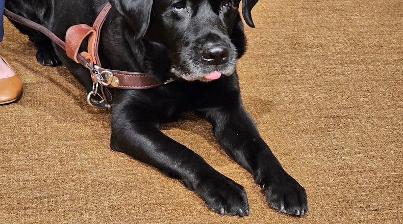 A service dog named Alfred, who belongs to college student Tori Andres, attends a news conference at the State Capitol in St. Paul, Minn. on Wednesday, March 11, 2026, where state Human Rights Commissioner Rebecca Lucero announced a settlement with the ride-sharing company Lyft that will ensure the rights of blind and other disabled passengers across the country to travel with their service animals. (AP Photo/Steve Karnowski)