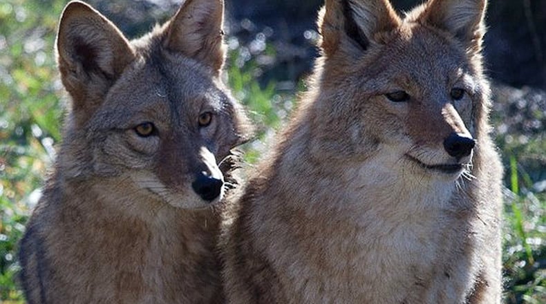 Coyotes have migrated across the United States and are not going away, according to the Ohio Department of Natural Resources. Residents will need to modify their behavior and actions in order to limit encounters with coyotes. PHOTO PROVIDED BY ODNR