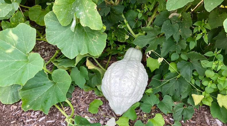 Planting trap crops, such as hubbard squash, in your garden can help protect your vegetable plants from pests. SHUTTERSTOCK