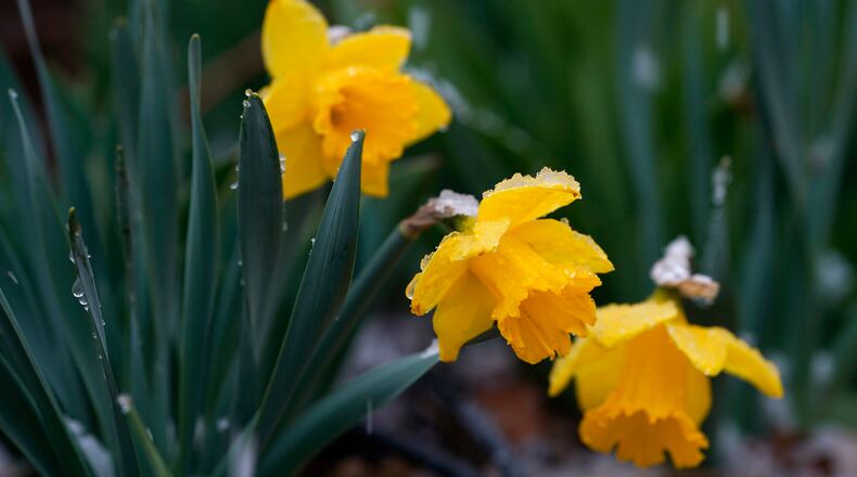 A crown of slushy snow tops a daffodil in a small display outside a home as a storm packing strong winds, rain and light snow sweeps over the intermountain West late Thursday, April 15, 2021, in Denver. (AP Photo/David Zalubowski)
