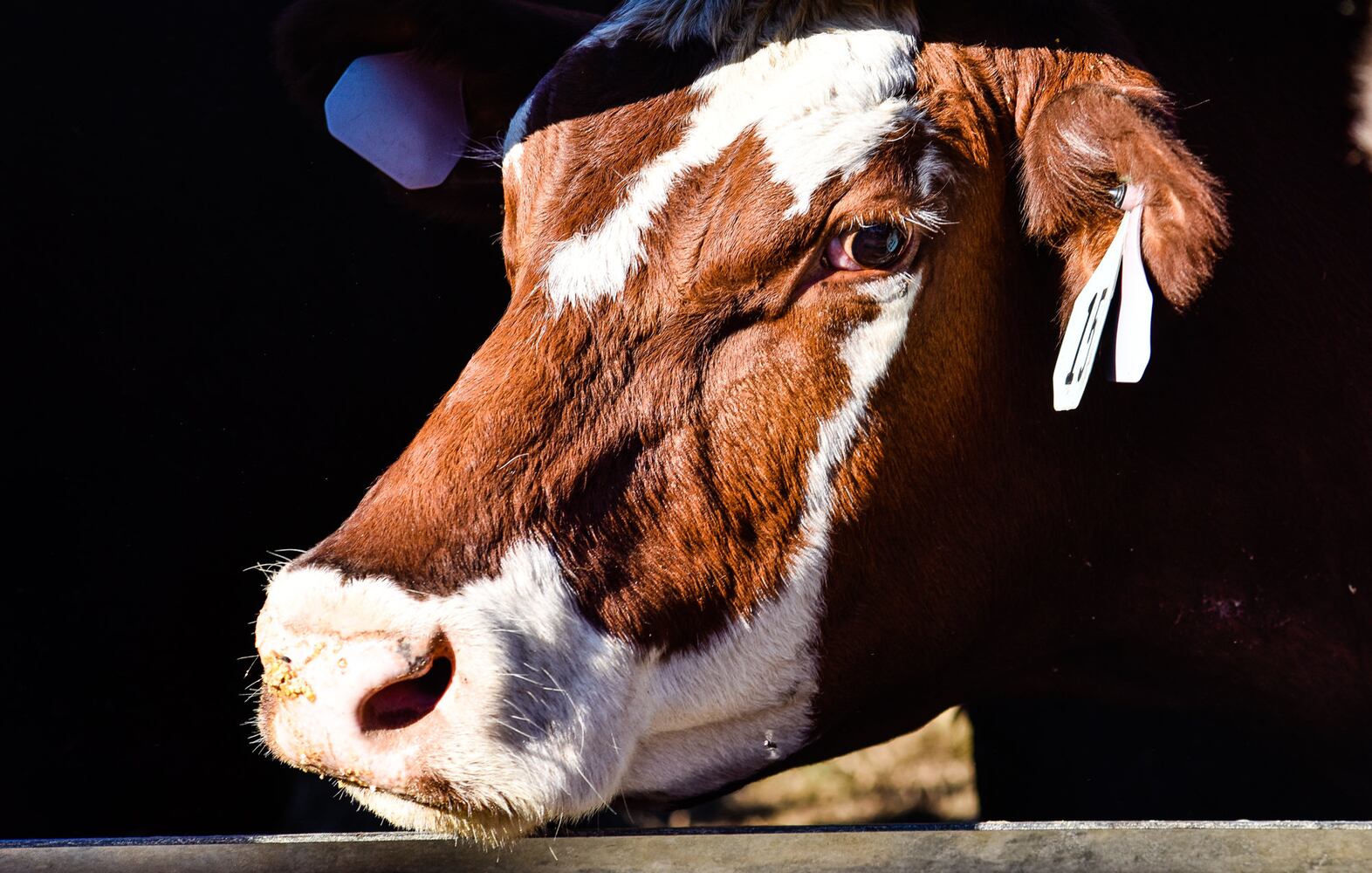 Jackson Family Farm offers visitors a chance to learn about farm life