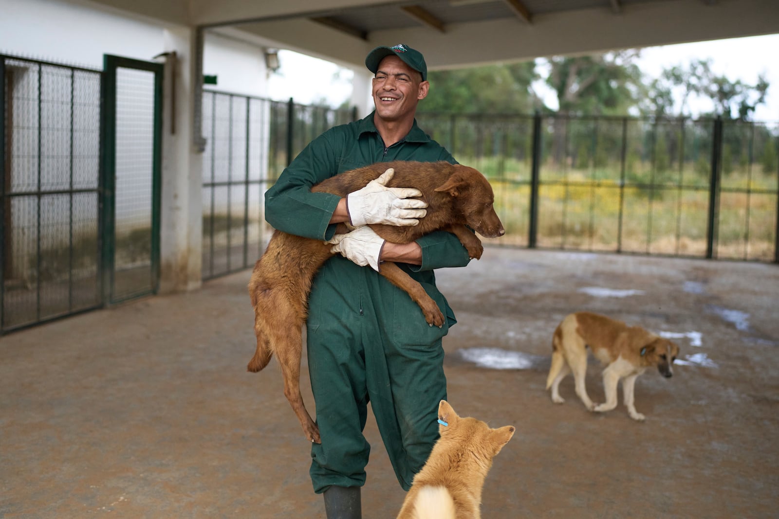 A worker carries a dog at a center for neutering and vaccinating strays dogs on the outskirts of Rabat, Morocco, Thursday, May 15, 2025. (AP Photo/Mosa'ab Elshamy)