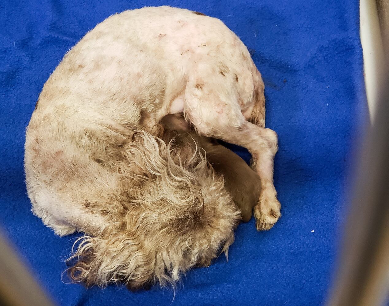 Humane Society of Warren County caring for 111 rescued poodles