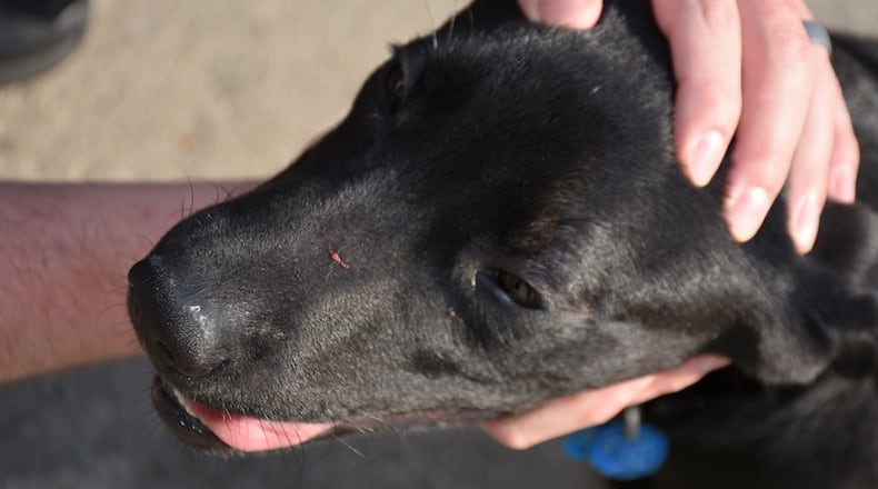 A Monroe woman is charge with misdemeanor animal cruelty after allegedly punching this black Labrador puppy, according the Butler County Sheriff’s Office. BUTLER COUNTY SHERIFF’S OFFICE