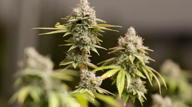 FILE - Hamilton City Council continues its prohibition of marijuana businesses in the city. It may not last, however, as some on the Hamilton governing board are open to allowing cultivators to operate in certain areas. A reversal of the city's indefinite moratorium, though, would only be considered as updates to the state's rules develop and evolve. (AP Photo/Tony Dejak, File)