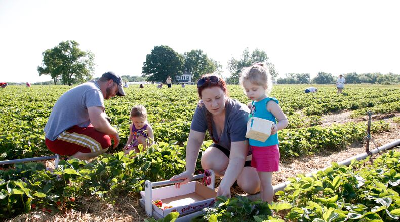 Strawberry pickers from all over southwest Ohio, like the Blakley family from Germantown, converge on Stokes Farm in Wilmington to pick their own. Stokes operations manager Mark Stokes said they worked hard to keep the plants safe from the deep freeze and late spring frost which he attributes to a good crop of strawberries this year. TY GREENLEES / STAFF