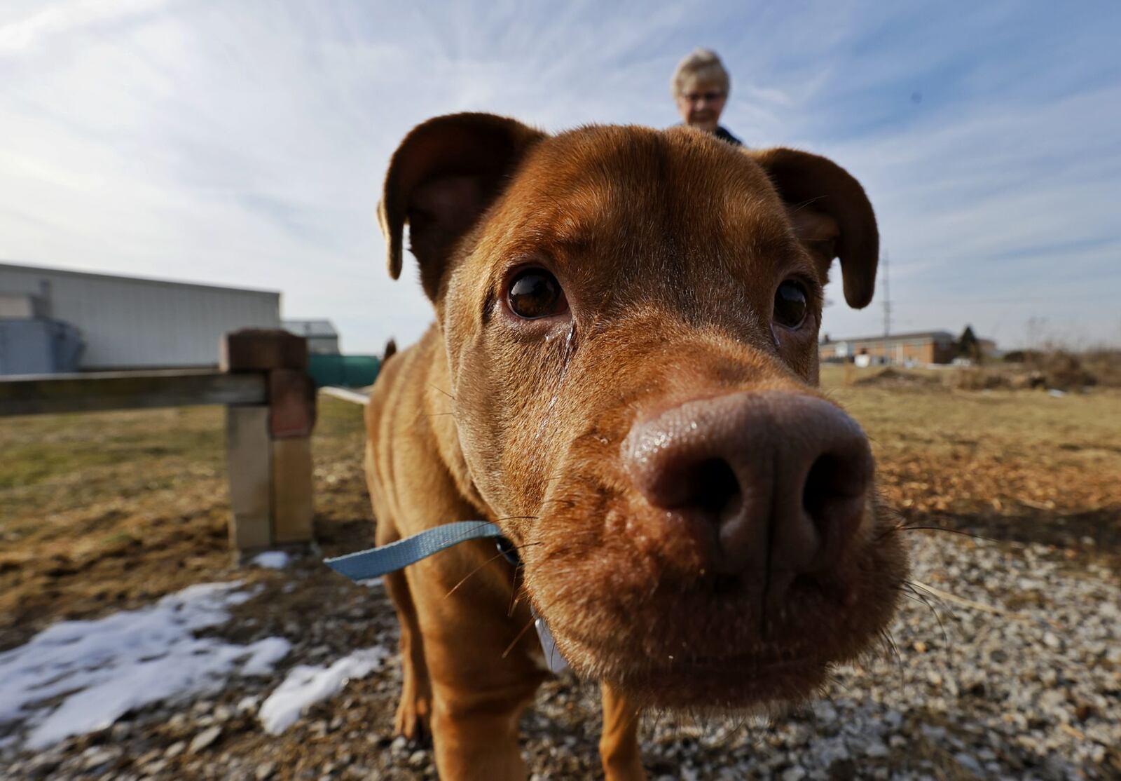 Volunteer Joanne Horrell takes Kingston for a walk at Animal Friends Humane Society Tuesday, Feb. 1, 2022. The animal shelter and adoption center on Princeton Road has moved to appointments only effective Feb. 1, 2022 due to staff shortages. You must call ahead and walk-ins are not allowed. NICK GRAHAM/STAFF