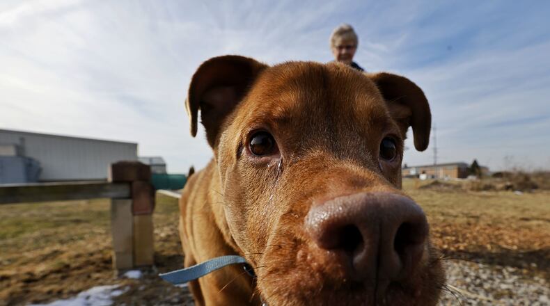 Volunteer Joanne Horrell takes Kingston for a walk at Animal Friends Humane Society Tuesday, Feb. 1, 2022. The animal shelter and adoption center on Princeton Road has moved to appointments only effective Feb. 1, 2022 due to staff shortages. You must call ahead and walk-ins are not allowed. NICK GRAHAM/STAFF