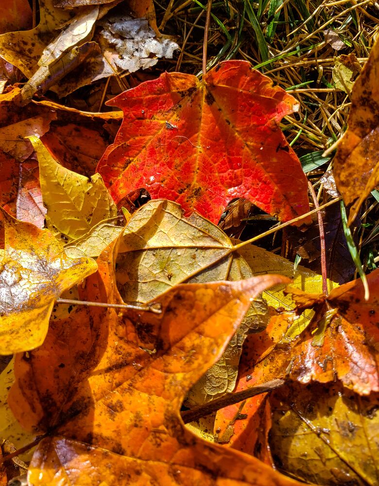 Fall colors October 2020