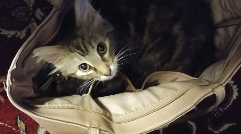 Stevie in her mom, Lora's purse. CONTRIBUTED