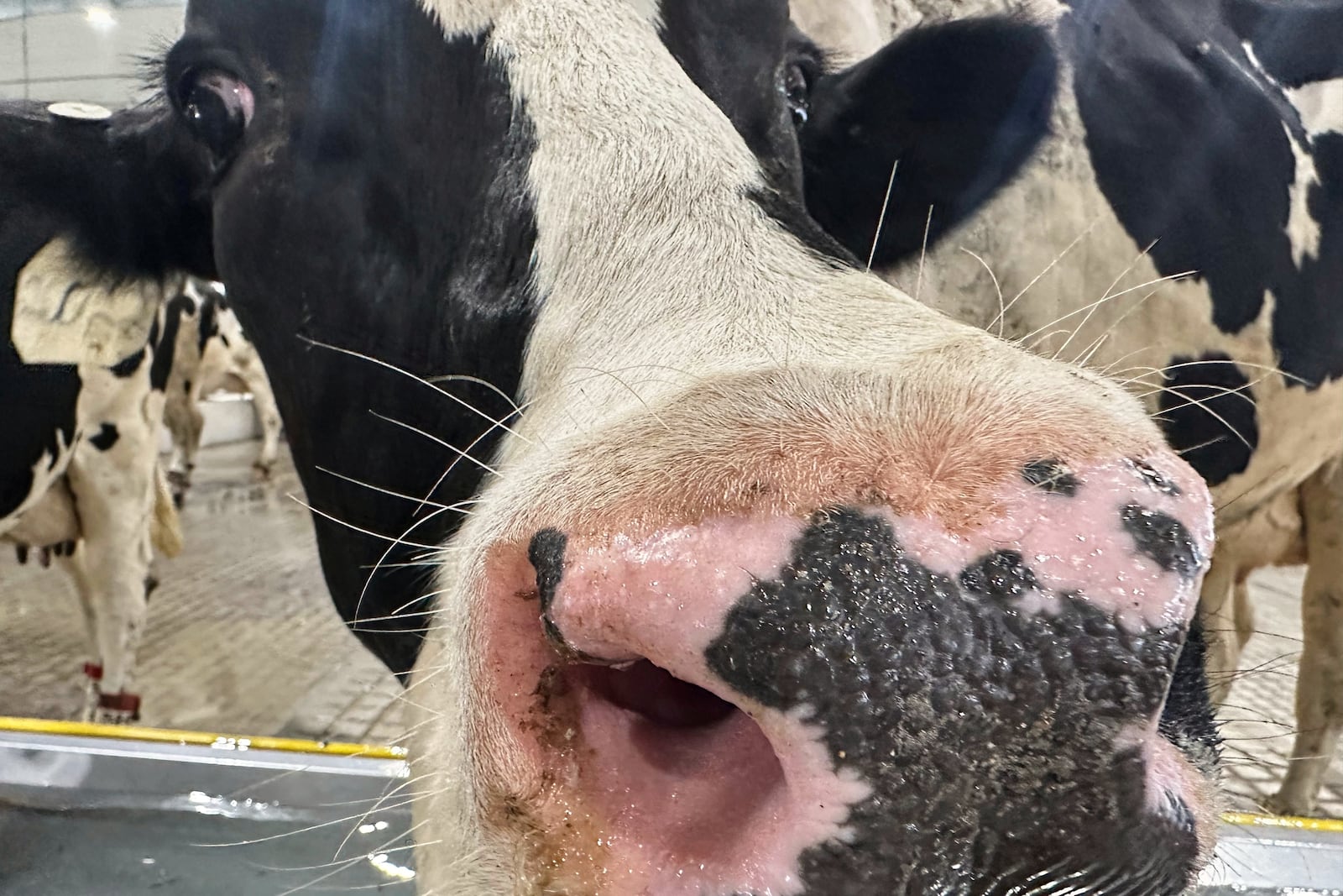 A cow sniffs at the camera inside Michigan State University's new Dairy Cattle Teaching and Research Center on Monday, July 28, 2025, in East Lansing, Mich. (AP Photo/Mike Householder)