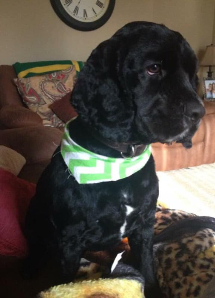 PHOTOS Readers respond to National Black Dog day post with pictures of their pets.